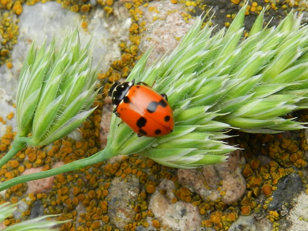 ID coccinella: Hippodamia variegata